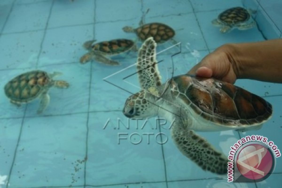 Memerangi Perdagangan Telur Penyu Di Sumbar