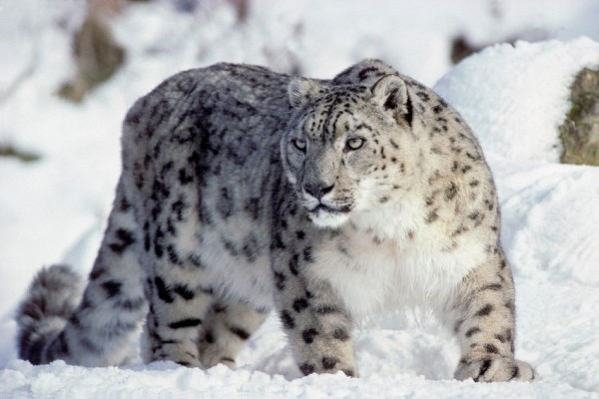 Endangered snow leopards spotted at Mt. Qomolangma