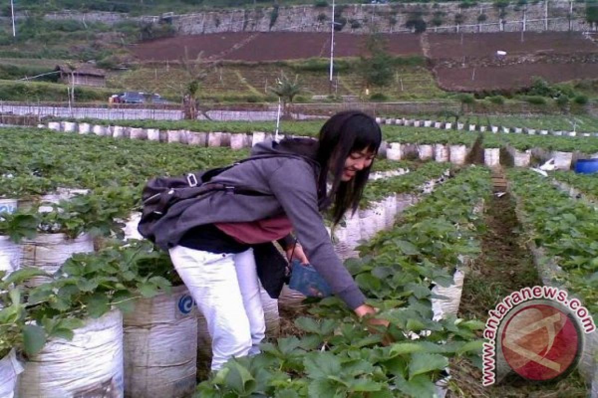 Petani Stroberi Magetan Keluhkan Tingginya Curah Hujan