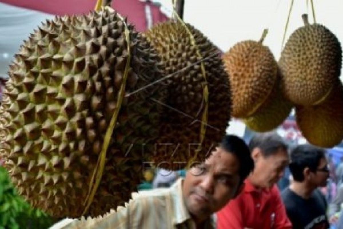 Mijen Dijadikan Agrowisata Durian