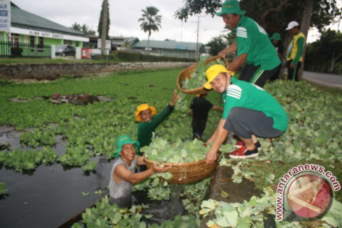 Kiambang Dijadikan Kompos