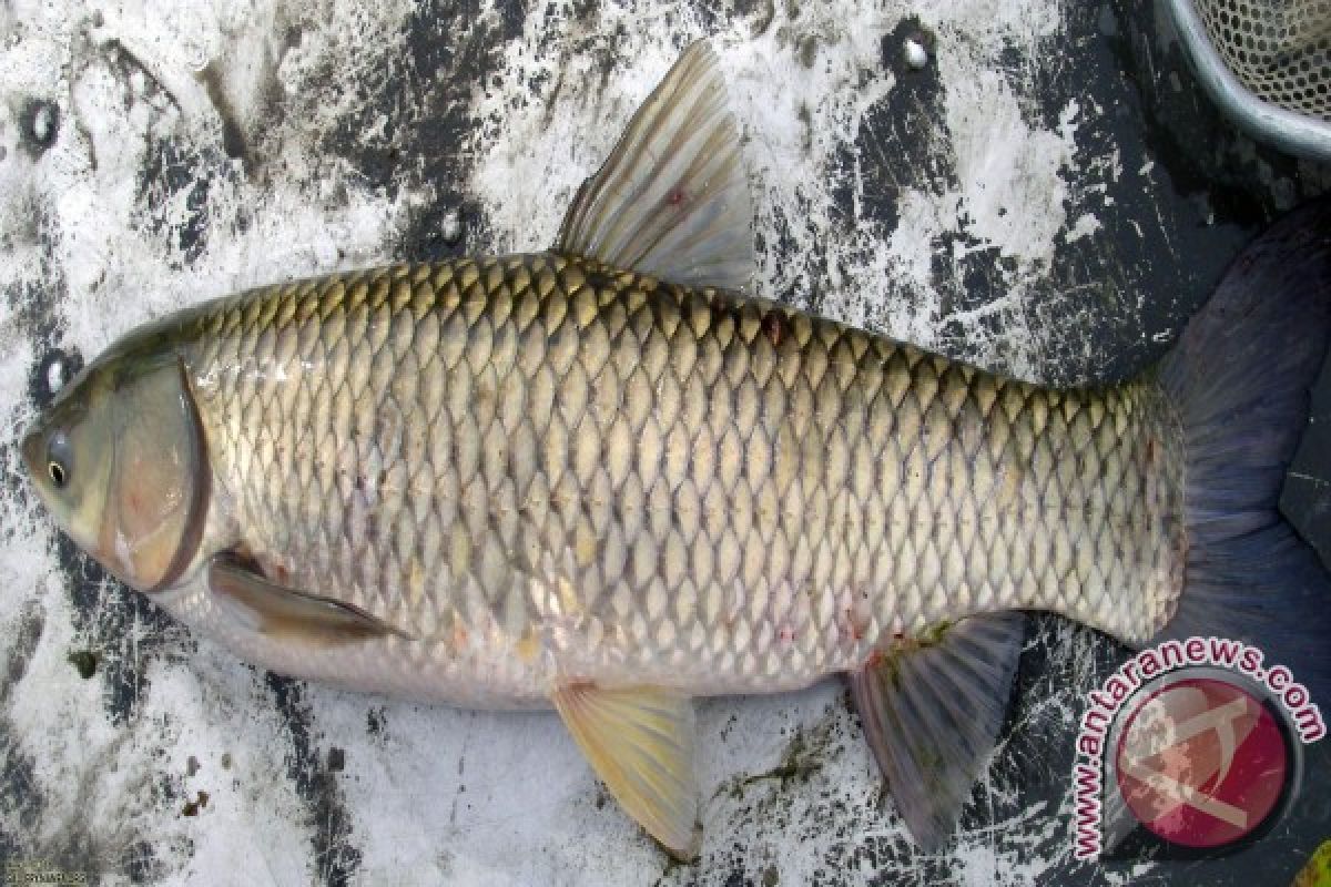 BBI Bangka Tengah Kembangkan Bibit Grass Carp