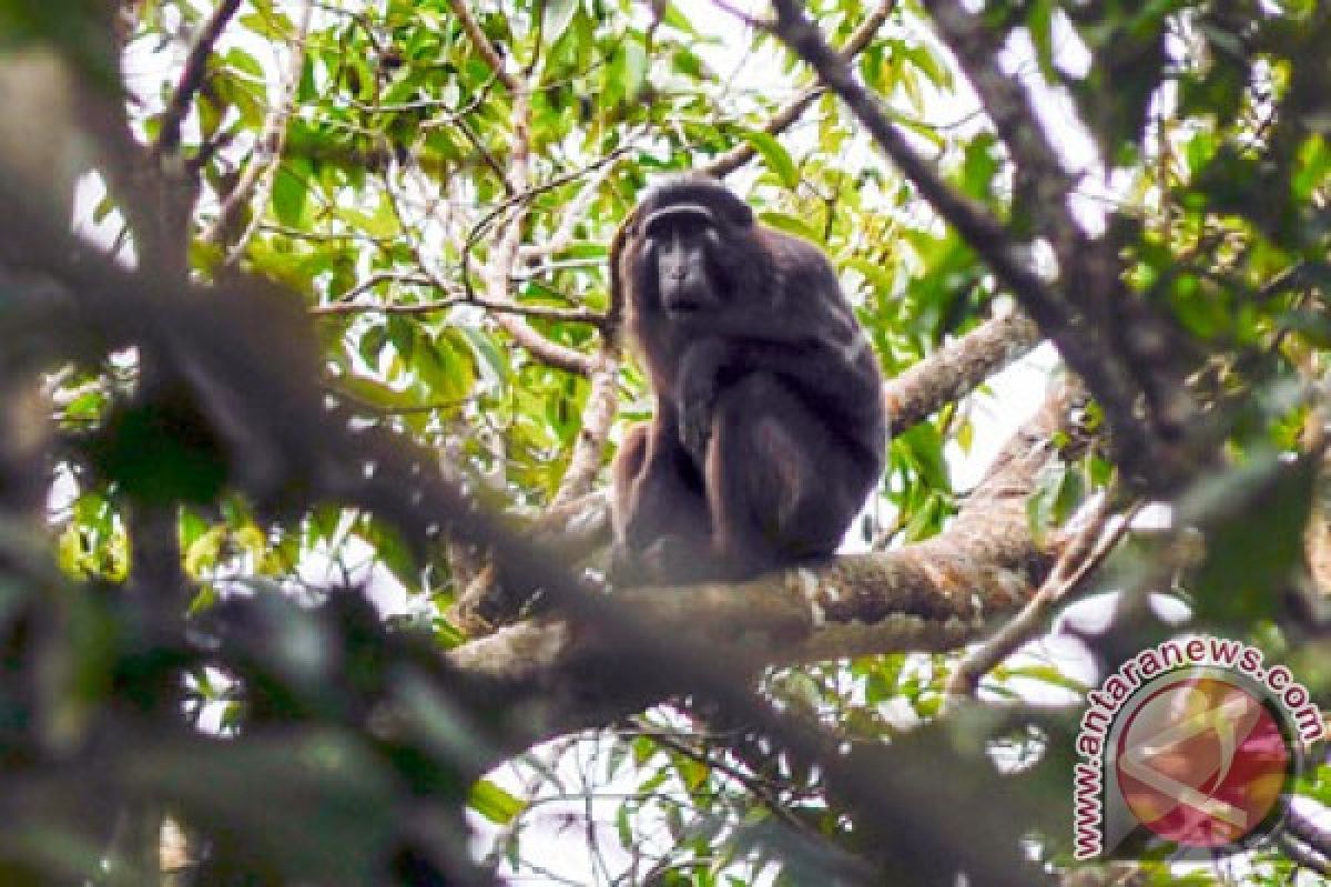 Dosen Lampung kembangkan aplikasi untuk memonitor flora-fauna