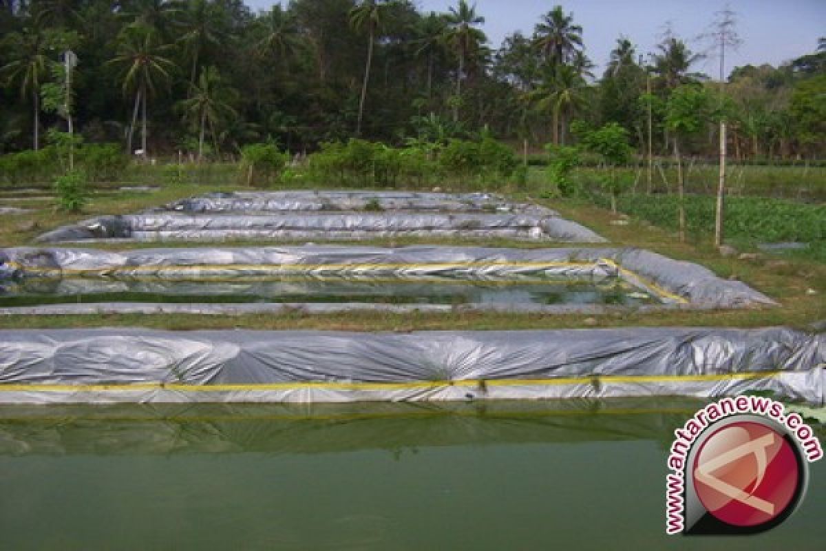 Kabupaten Bangka Panen 1,5 Ton Ikan Air Tawar