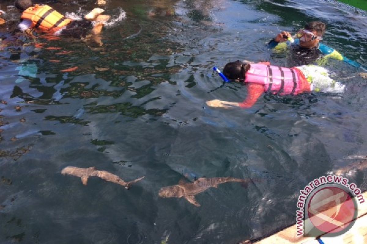 Asyiknya Snorkeling Ditemani Hiu di Bunder Banyuwangi