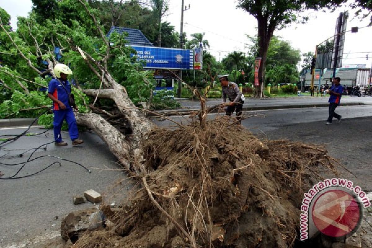 Pohon tumbang macetkan jalan utama Purwokerto