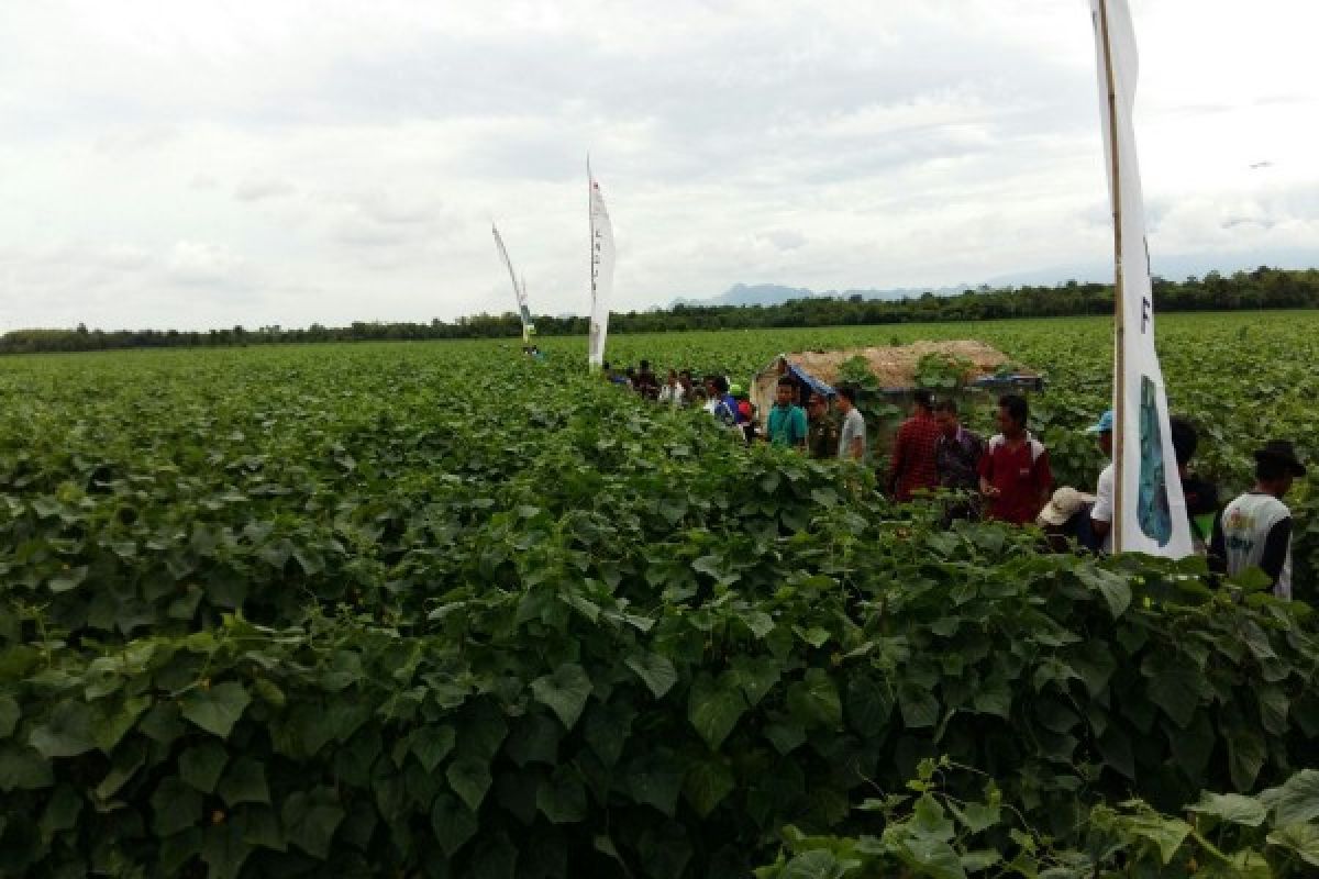 Petani Majalengka Andalkan Sayuran Sebagai Pendapatan