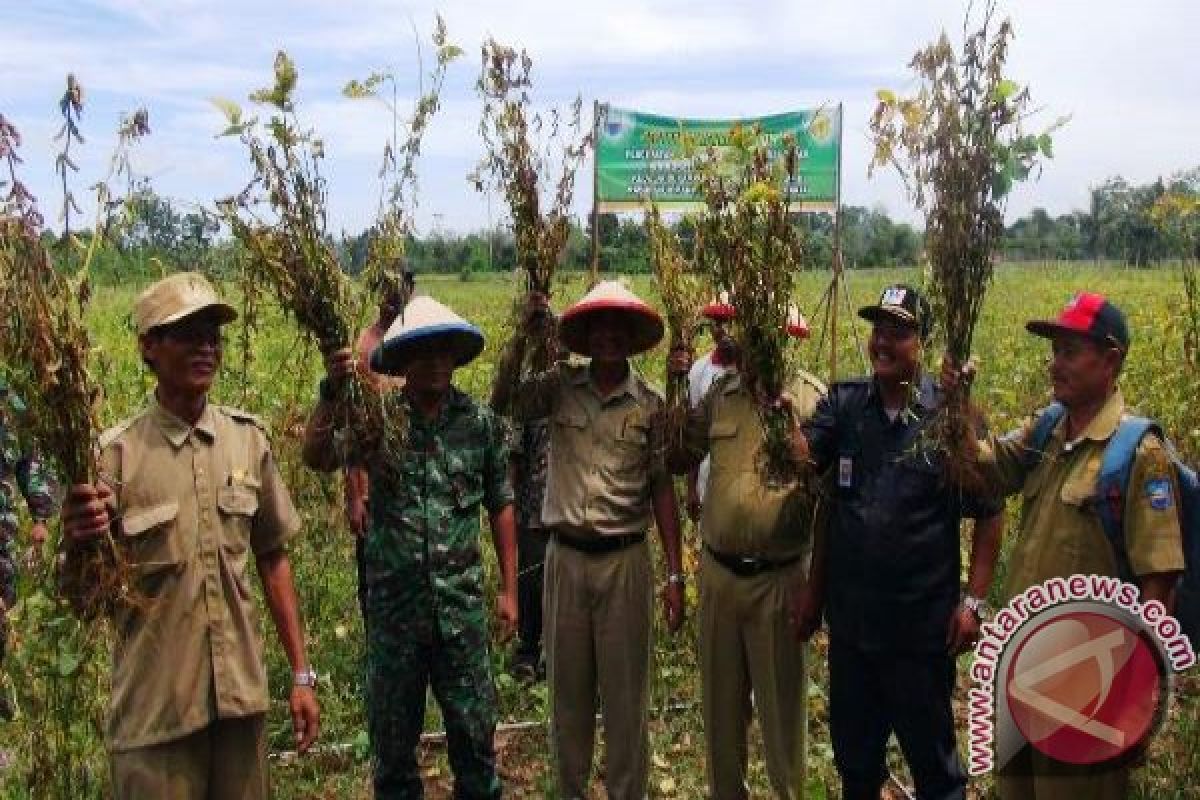  Petani di Kabupaten Manokwari panen raya kedelai