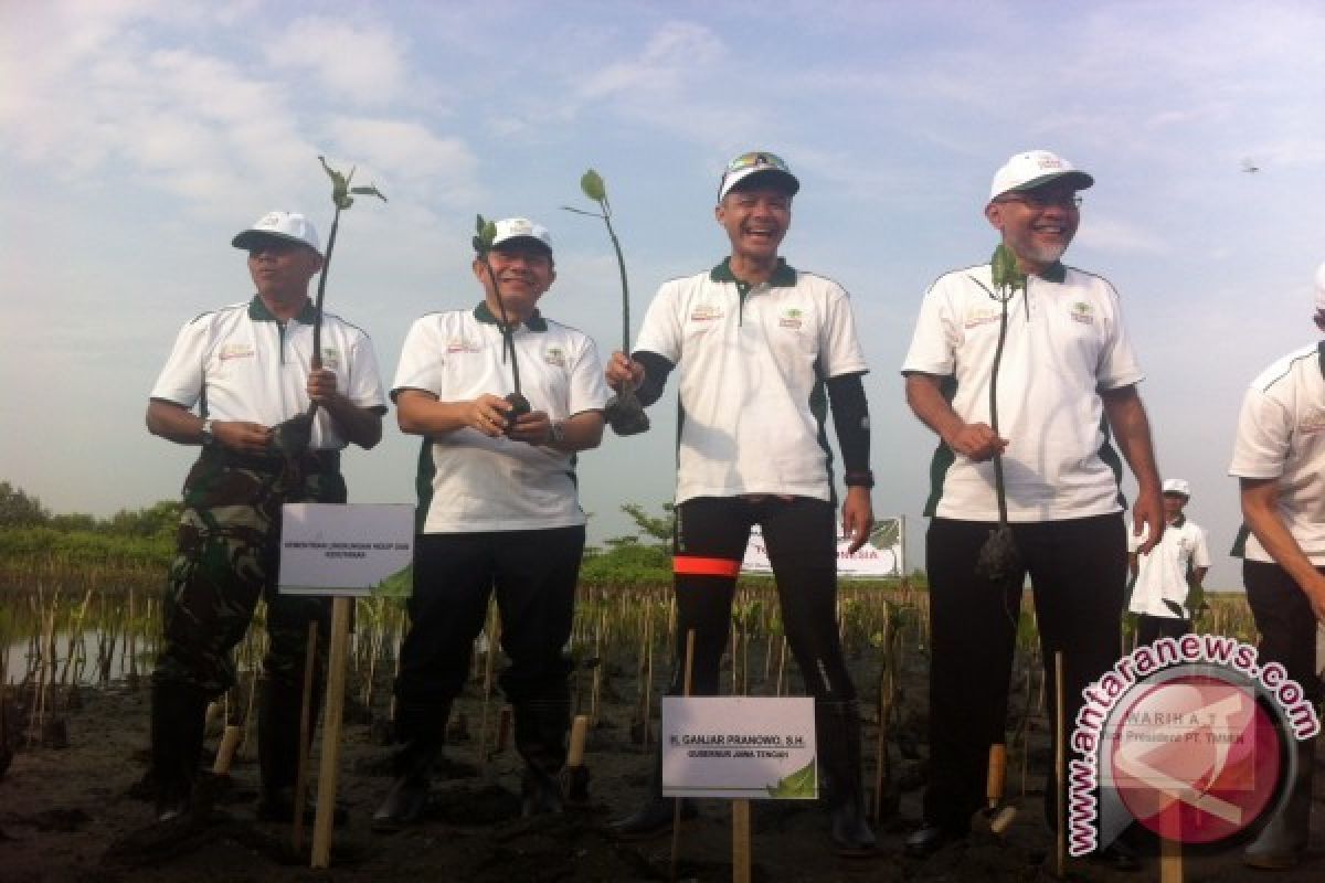 Cegah Abrasi, 110.000 Mangrove Ditanam di Pantai Maron Semarang