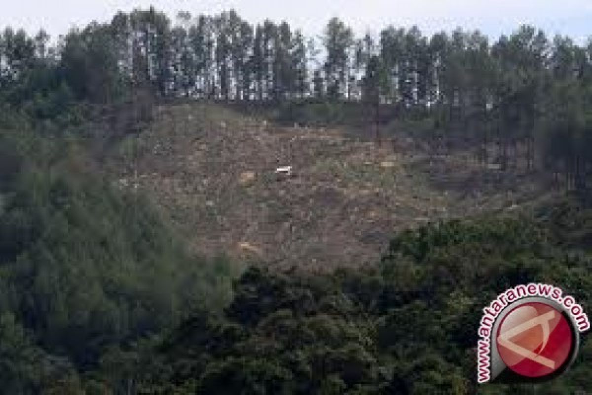 40 persen hutan negara di Pesisir Selatan beralih fungsi jadi perladangan