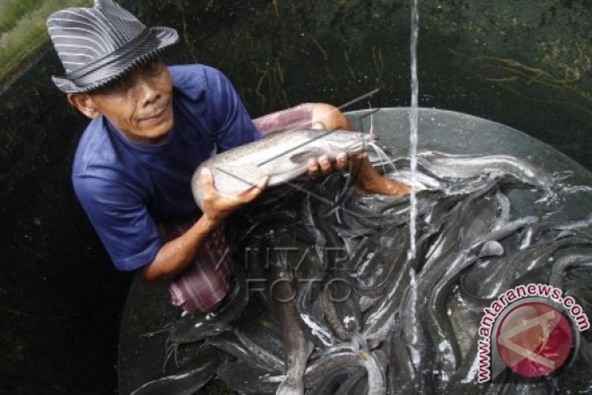 Bangka Tengah bertekad jadi sentra budi daya Lele Bioflok