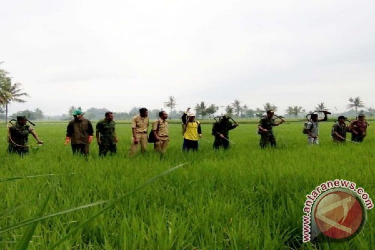 Babinsa Bantu Petani Jember Kendalikan Hama