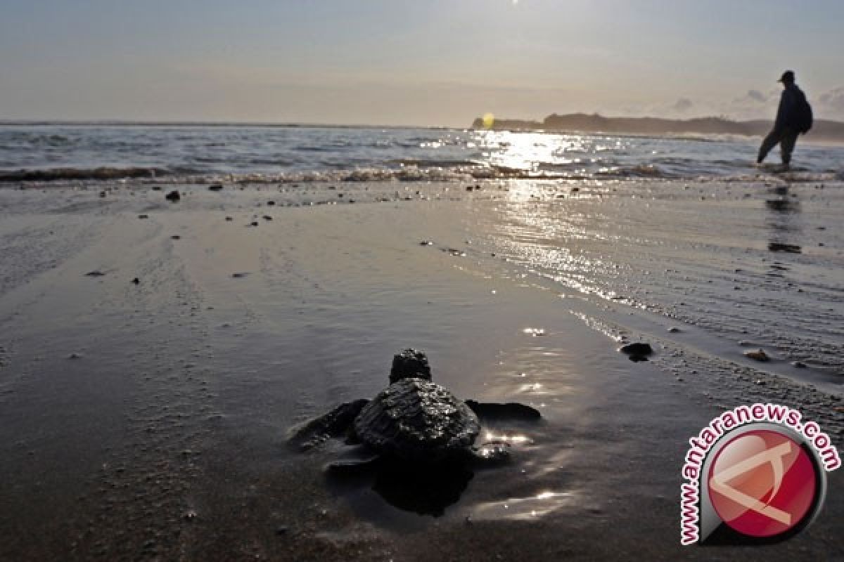 Pantai Sukamade, Banyuwangi, Menjadi Tempat Favorit Penyu Bertelur