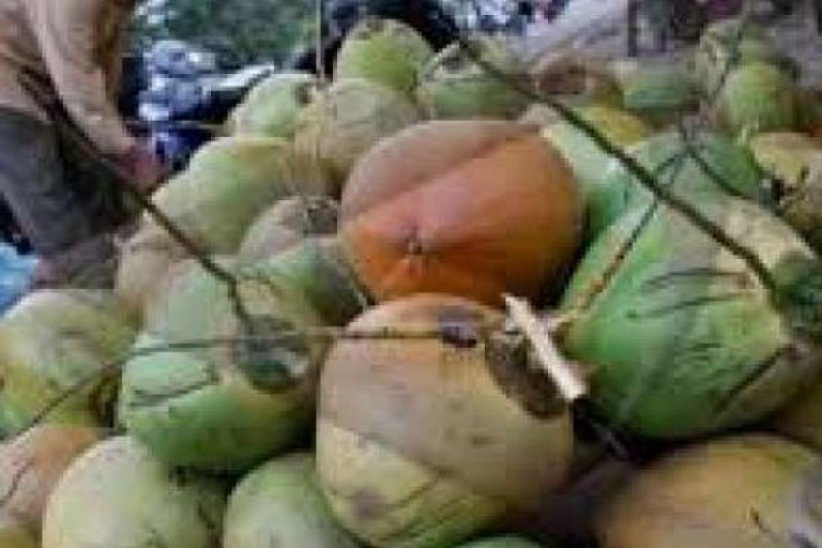 Produksi Kelapa Dalam Indragiri Hilir Capai 299.634 Ton per Tahun