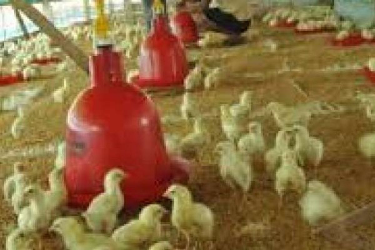 Distanak Pekanbaru Ternyata Sudah Bagikan 10.000 Bibit Ayam Unggul Lokal