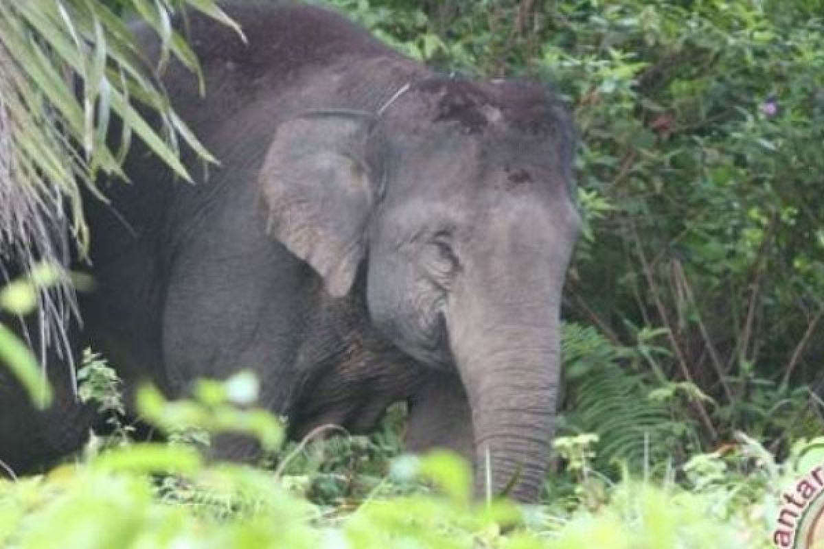 Gajah Masuk Pemukiman di Rumbai, Warga Gelisah, yang Takut Mengungsi