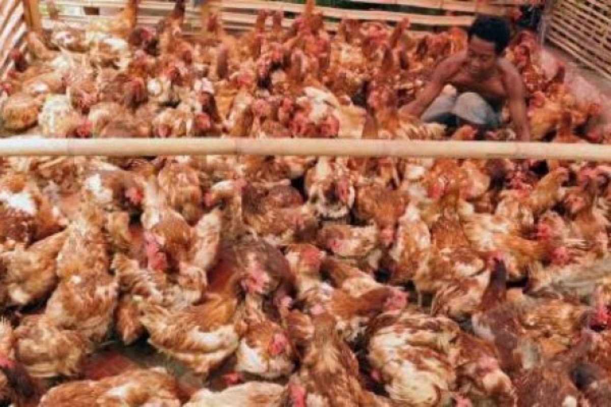 Harga Daging Ayam Ras Naik Picu Inflasi