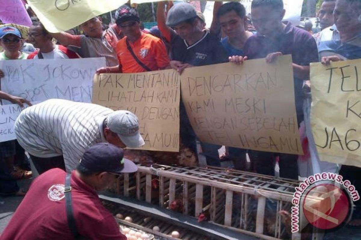 Peternak di Blitar Protes Jagung Langka     