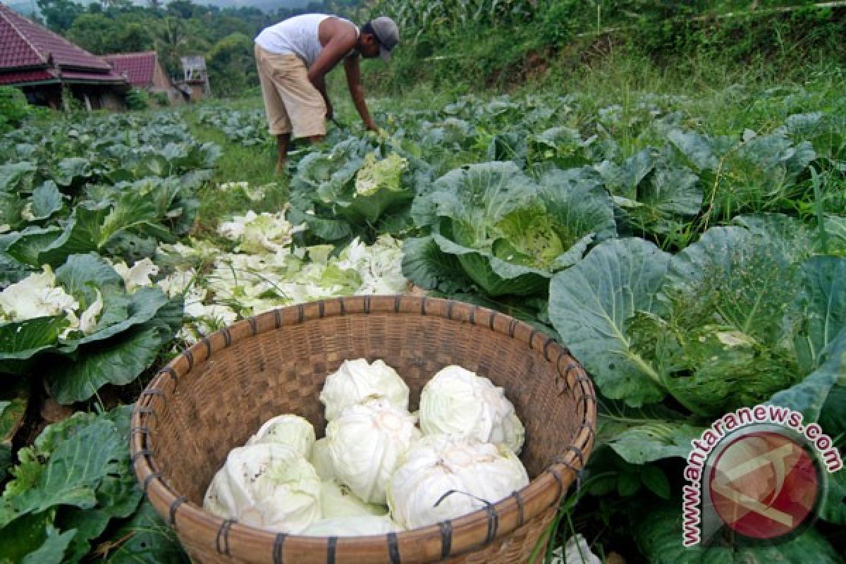 Petani kubis Magetan rugi akibat anomali cuaca