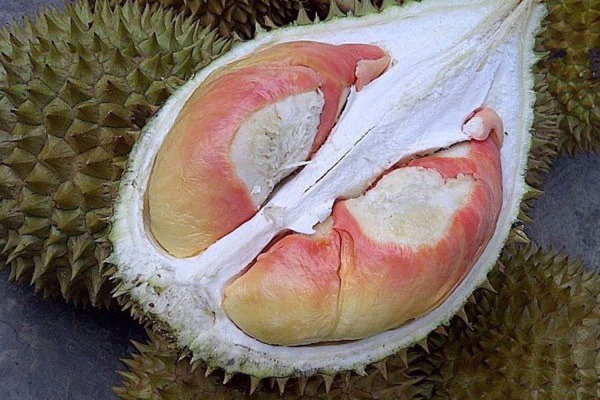 Durian Pelangi Manokwari Unggulan Indonesia