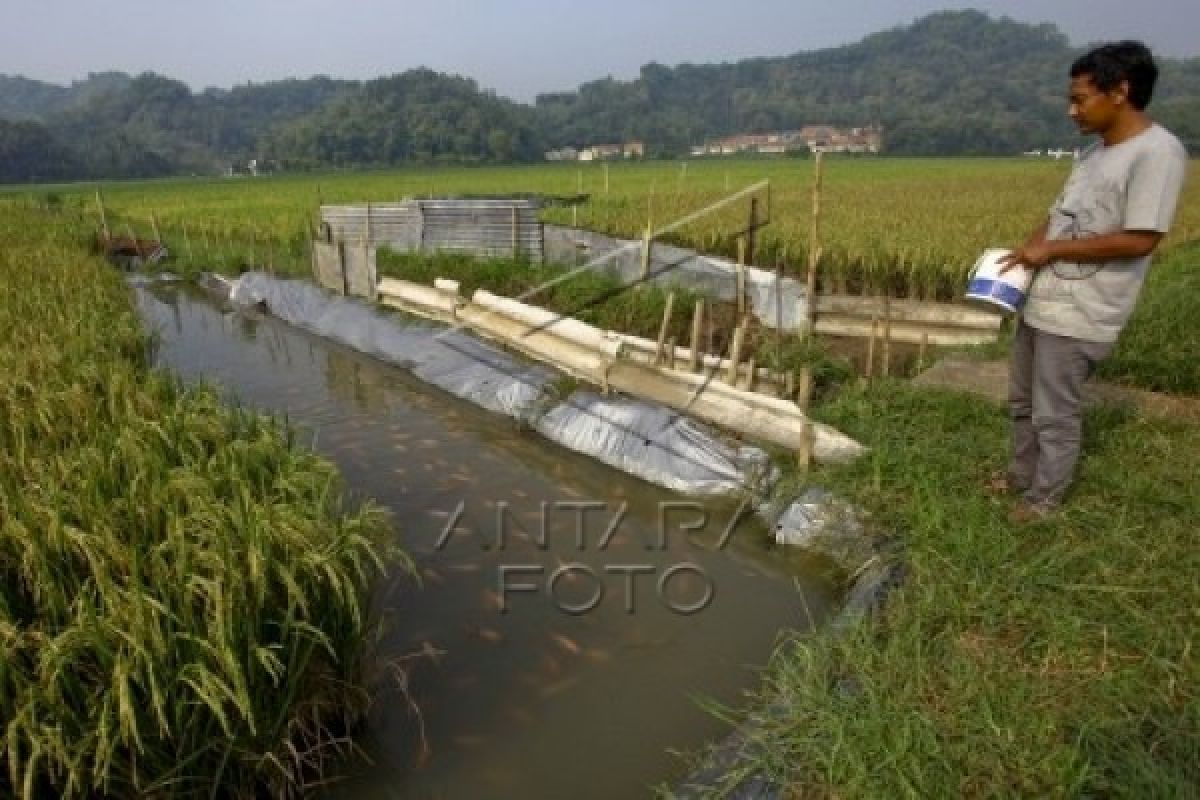 Petani Temanggung  Didorong Kembangkan Mina Padi