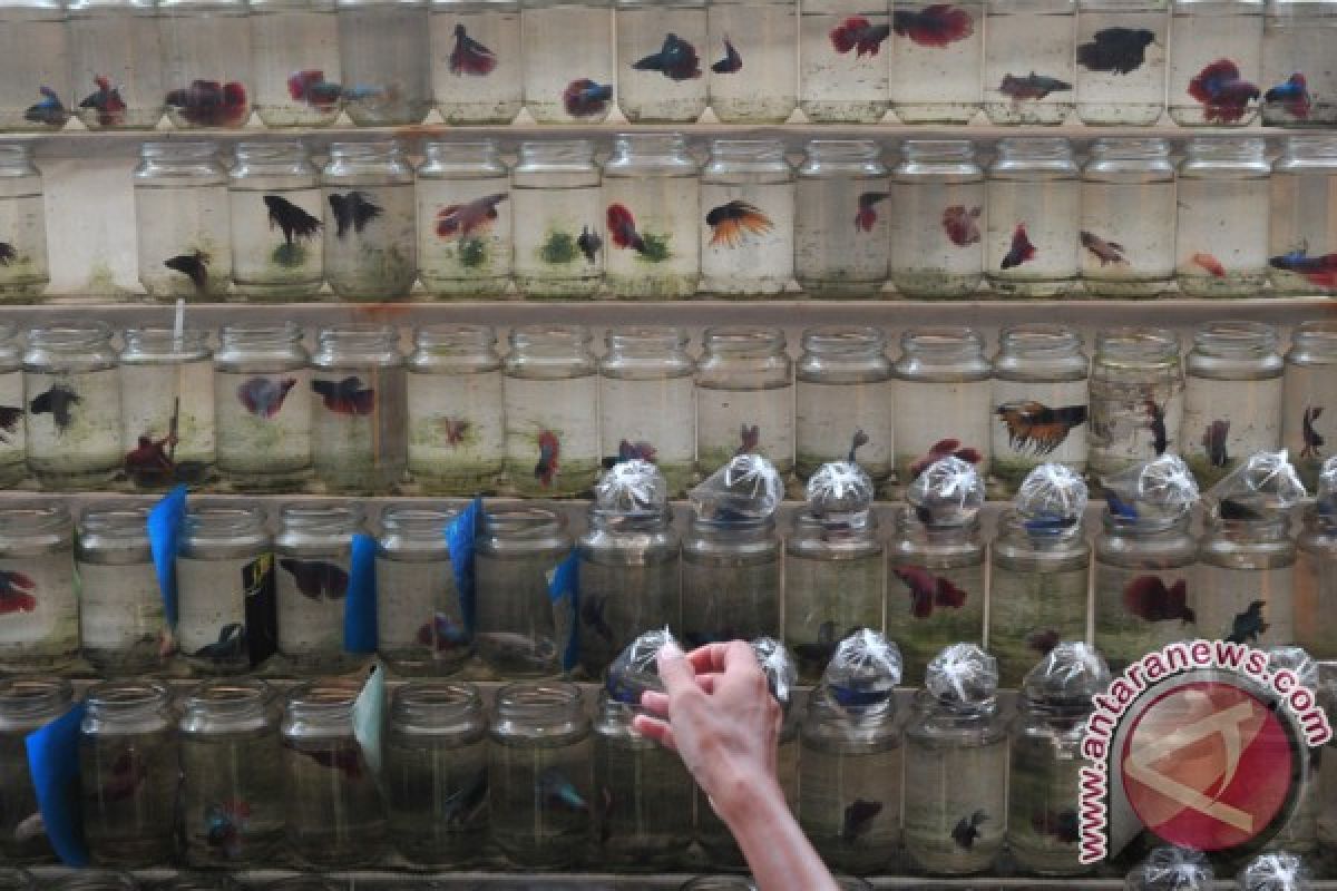 Japanese researchers study freshwater fish at Southeast Asian Fisheries Center 