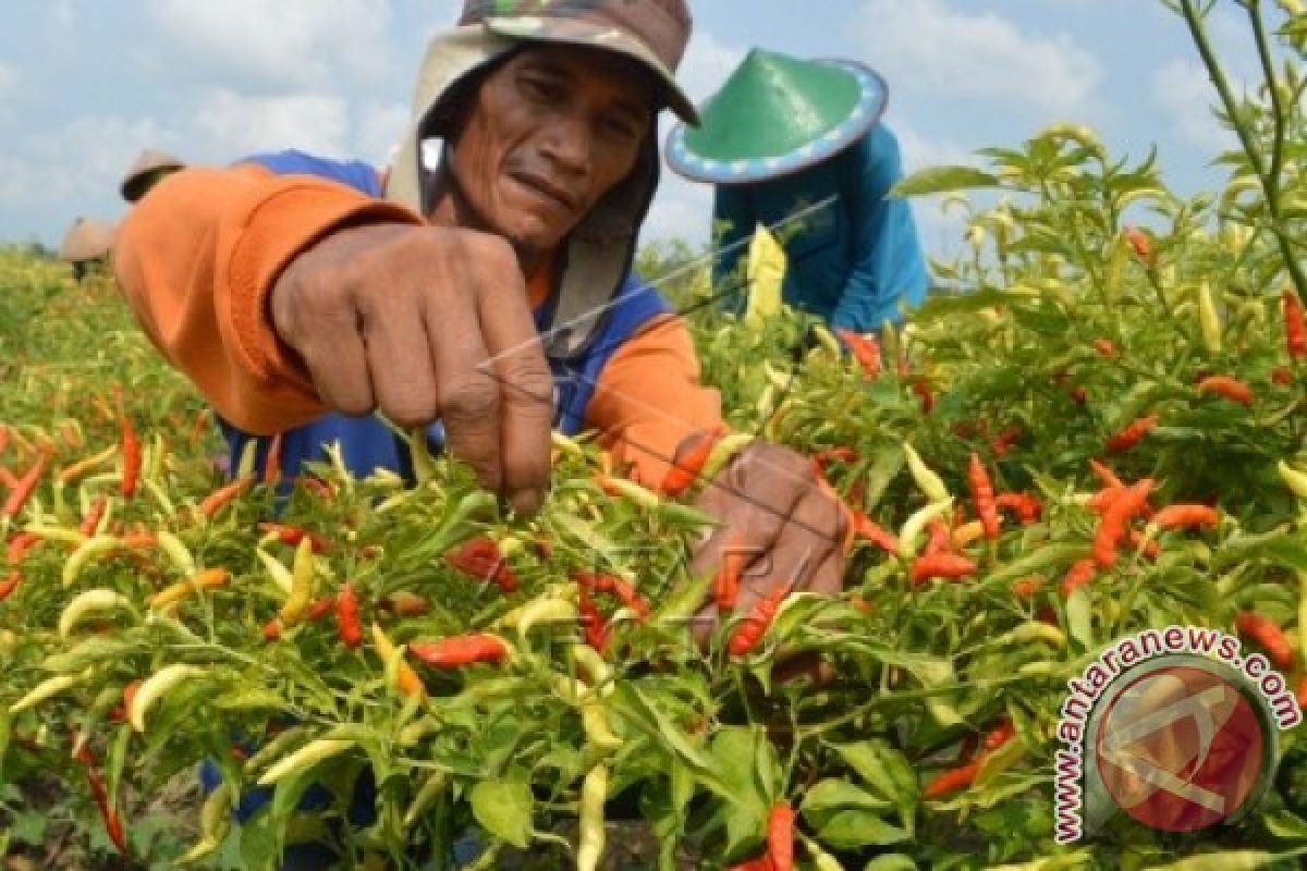 Distanak Minahasa Tenggara Programkan Pendampingan Petani Cabai