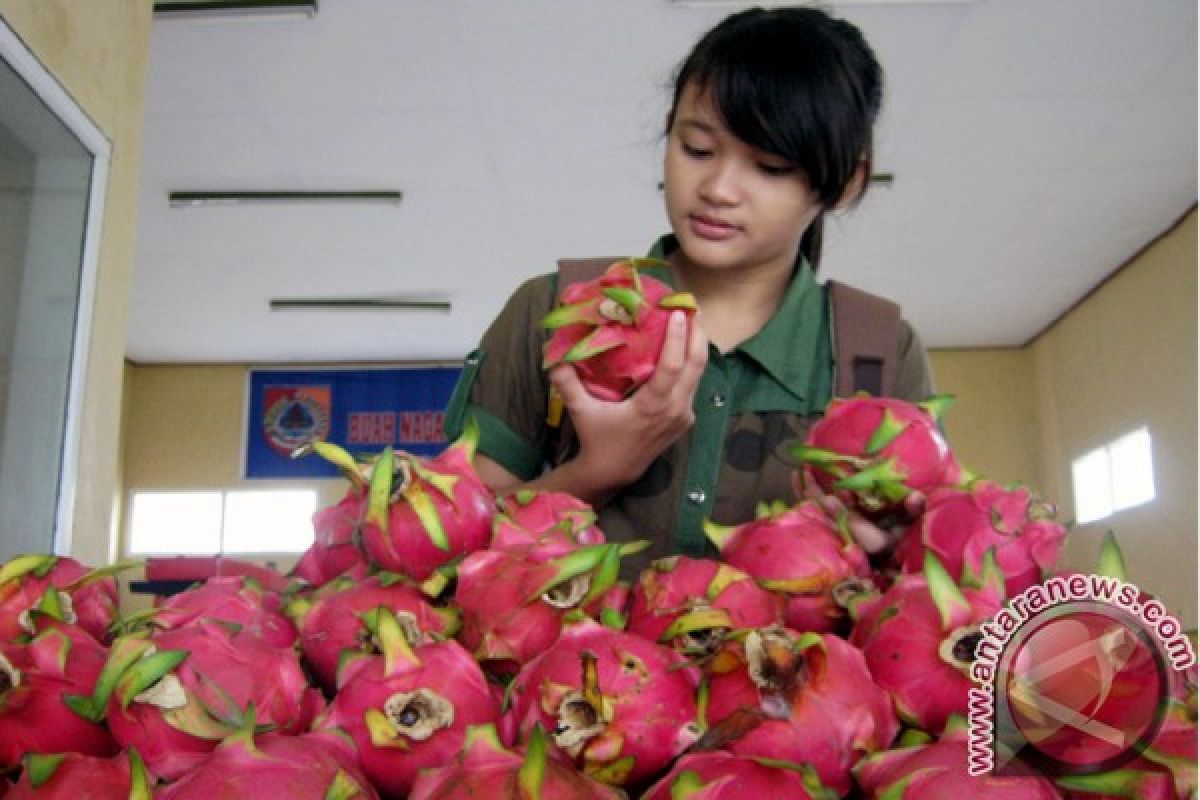 Stok Buah Naga Rembangan Jember Menurun Jelang Imlek