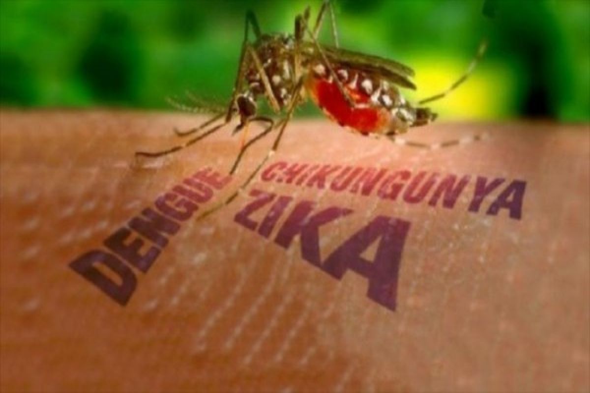 Dinkes Papua imbau warga antisipasi virus zika 