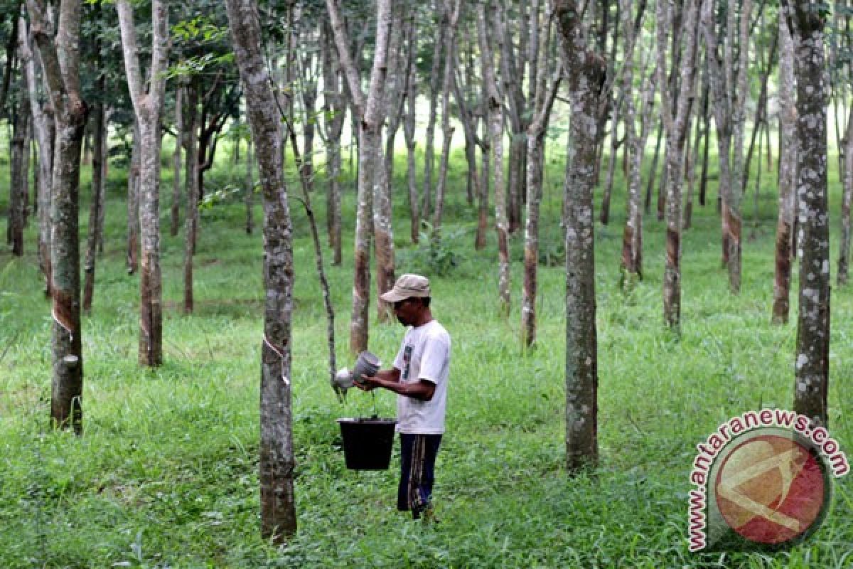 Gugur daun membuat produksi karet Sumut diprediksi turun 50 persen