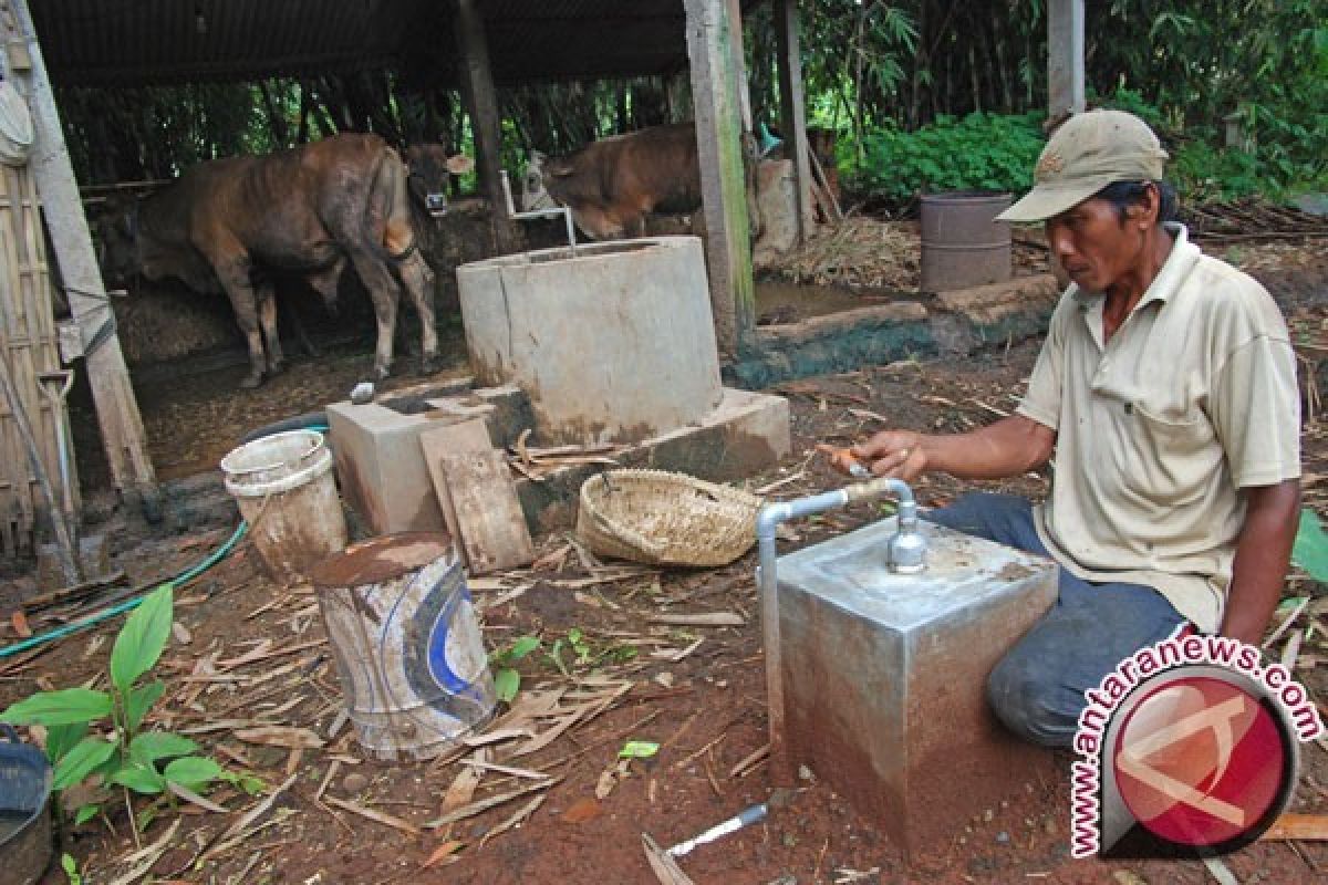 Peternak Sapi Madura Usulkan Biogas pada Pemerintah