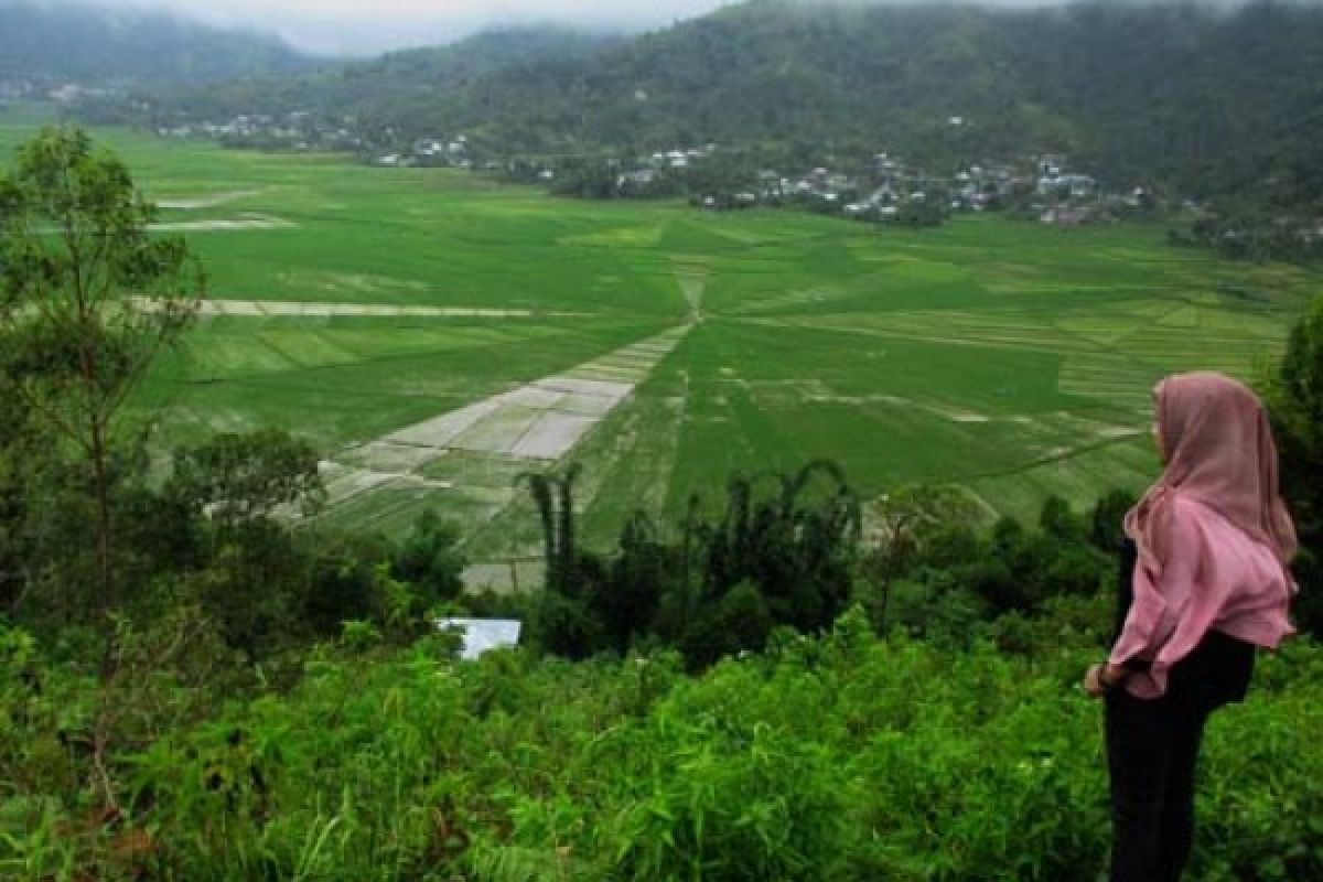 Sawah Lodok Sajian Alam Budaya Manggarai