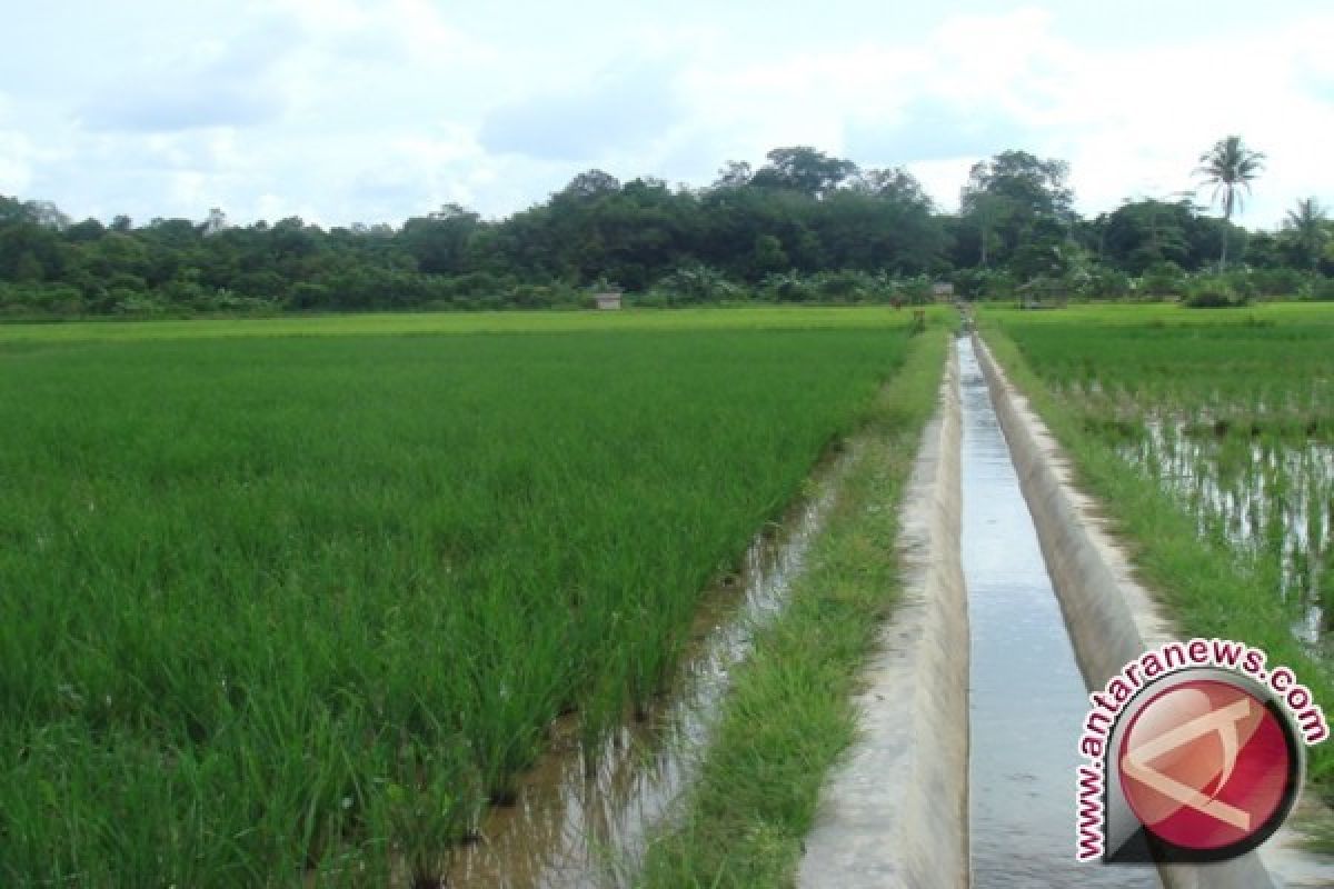 Pemkab Polman perbaiki 3.000 hektar saluran irigasi 