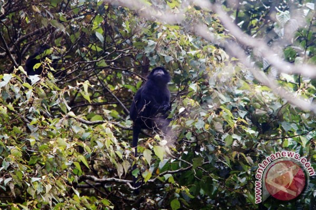 Walhi: Gede Pangrango rusak akibat ulah pendaki