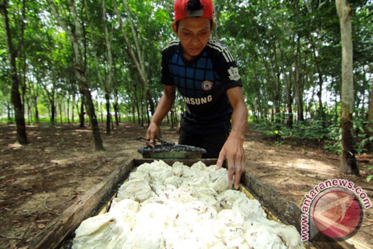 Harga Karet di Banten kembali naik