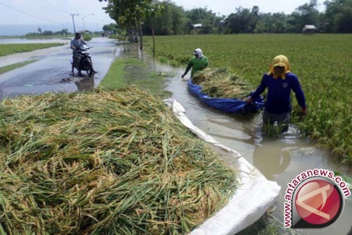 Petani Bojonegoro Panen Paksa Padi karena Banjir