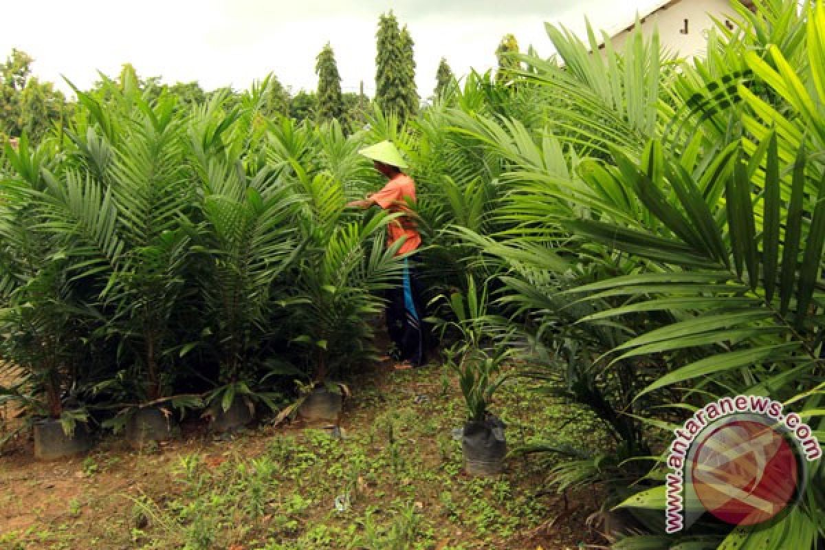 Jambi dapat bantuan replanting 4.000 hektare sawit
