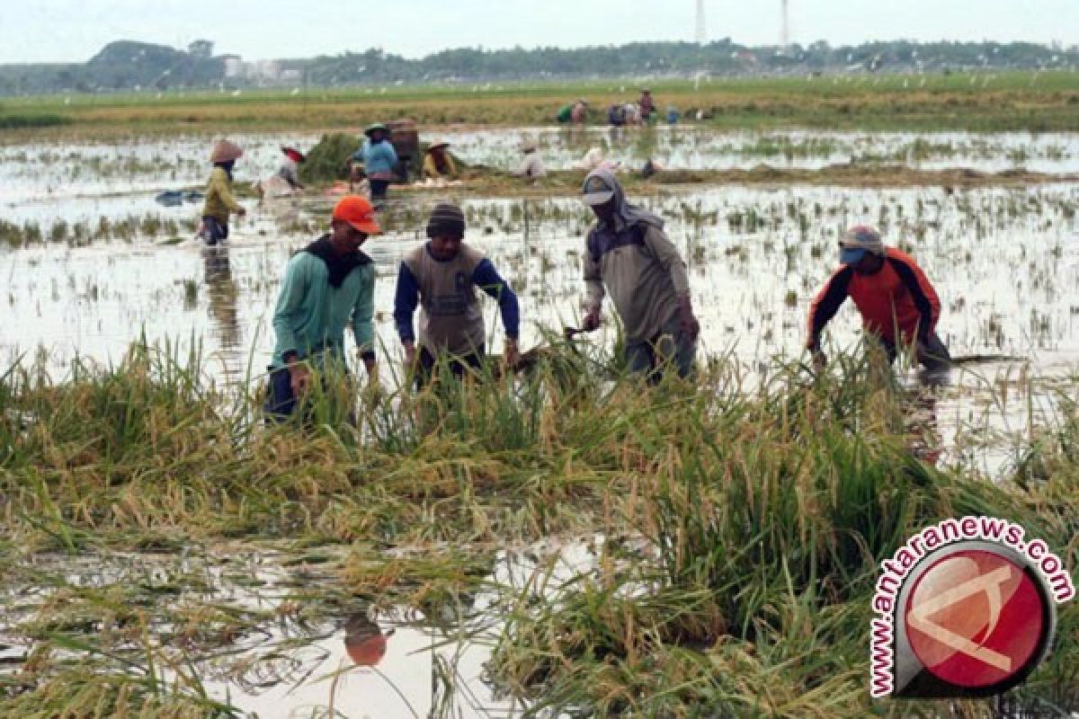 786 Hektare Padi di Bojonegoro Terendam Banjir