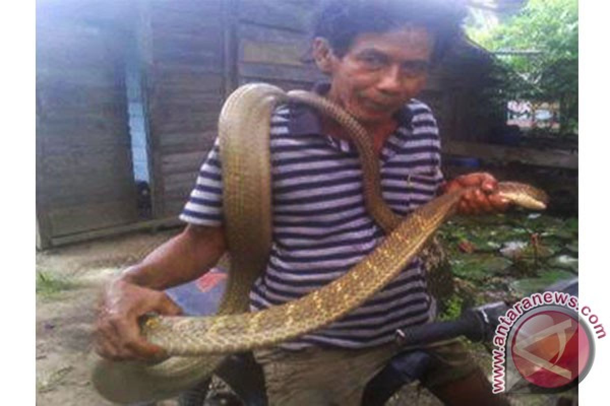 Tangkapan Ular King Kobra