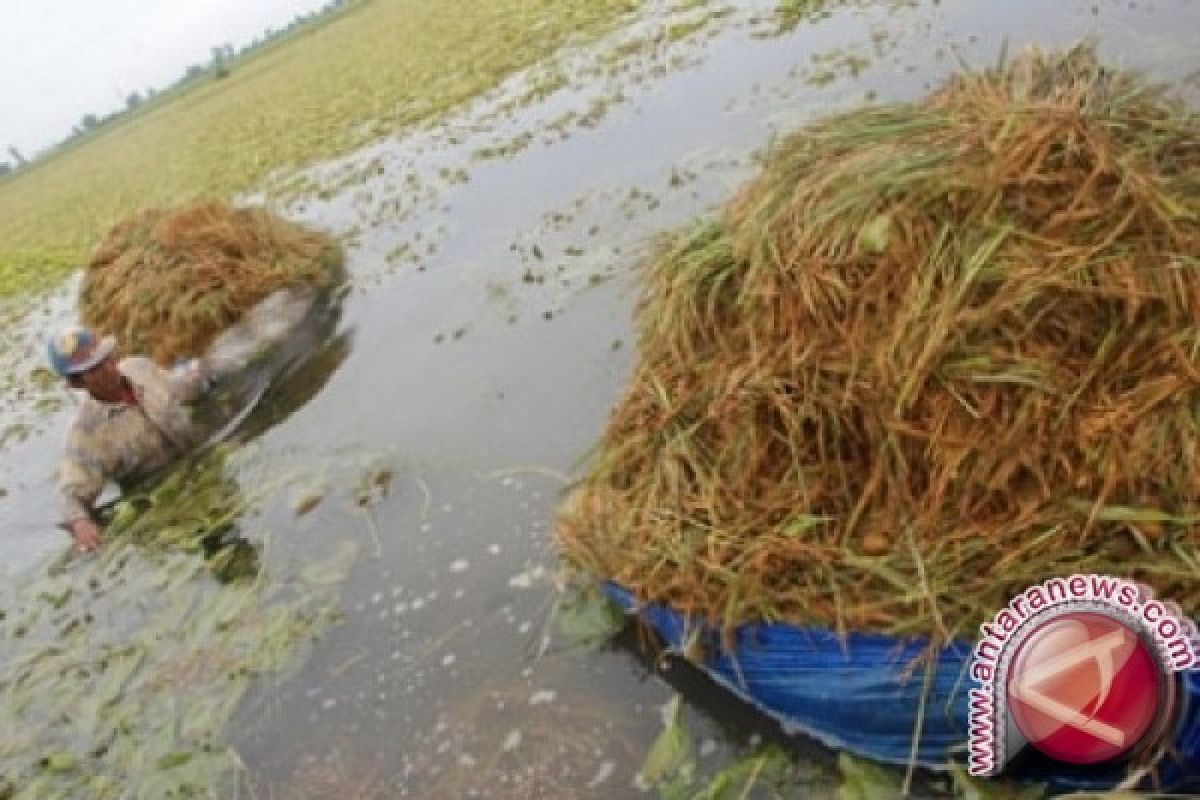 500 Hektare Tanaman Padi Solok Selatan Puso