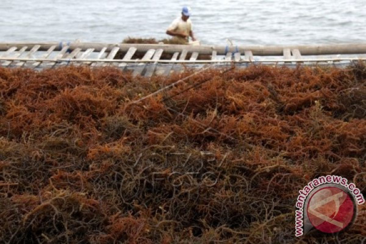 Ekspor Rumput Laut Sulsel Kembali Bergairah 