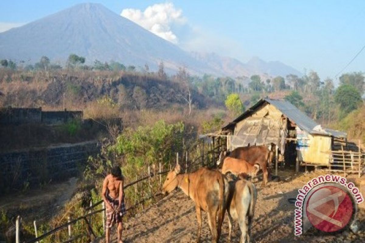 Gubernur NTB tawarkan potensi ternak ke IDB