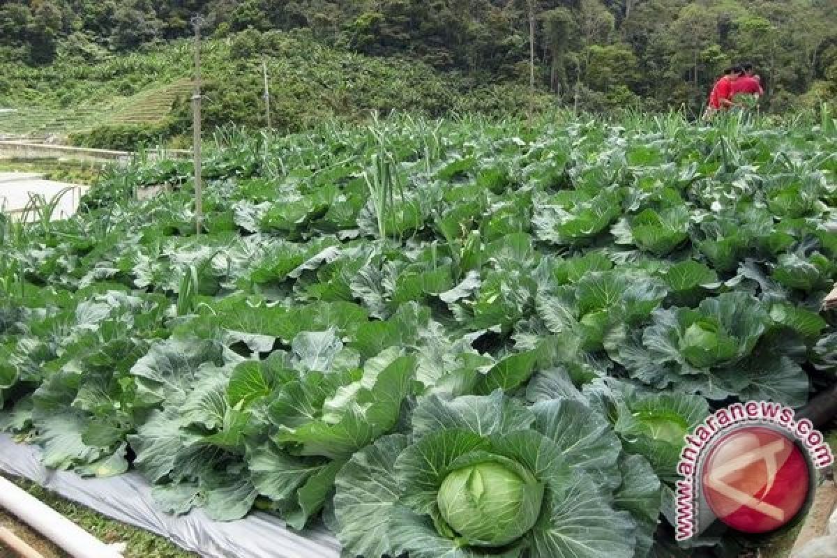 Kecamatan Sipirok Berpotensi Penghasil Sayuran 