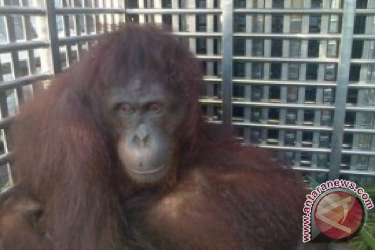 Enam Orangutan Dipulangkan Lewat Balikpapan 