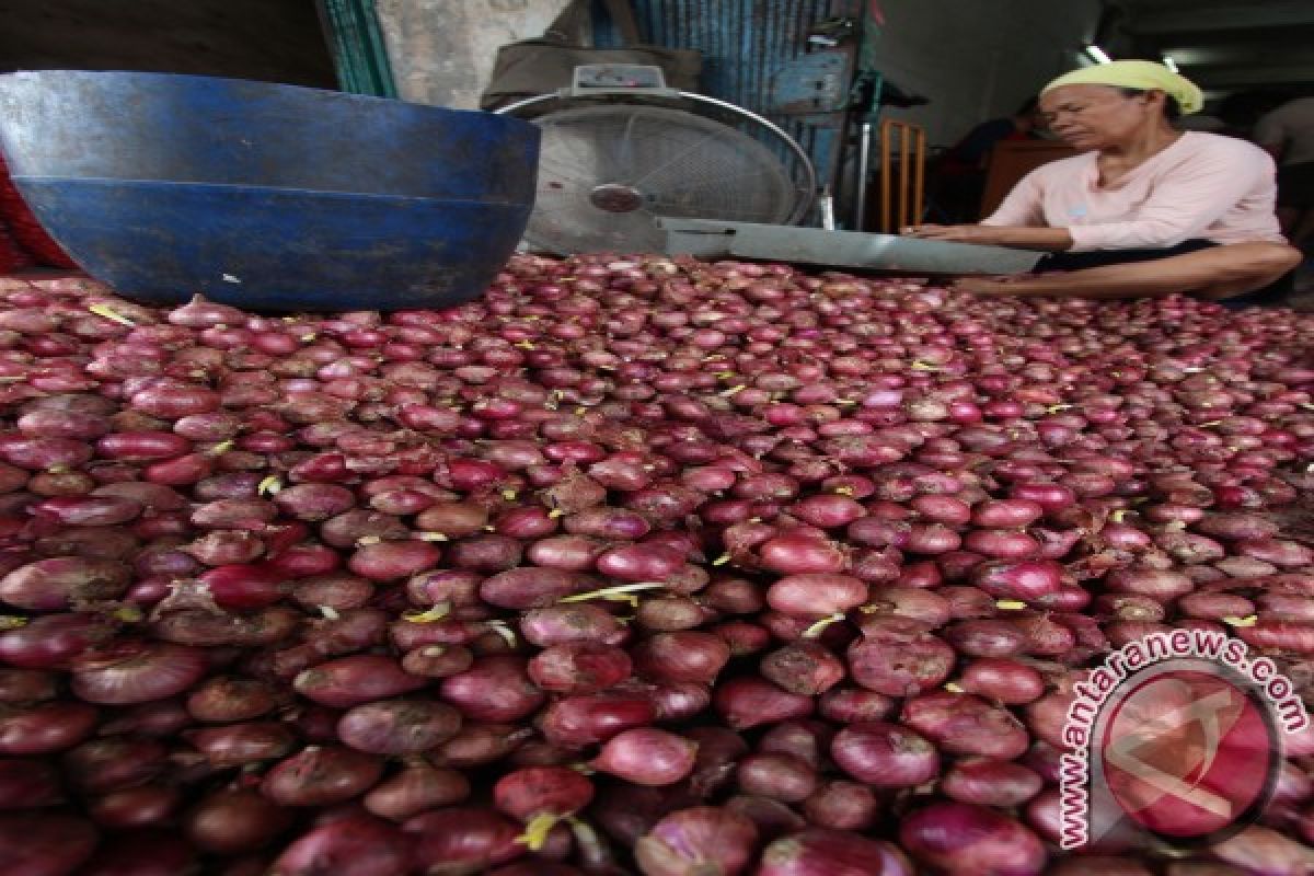 Bank Indonesia kembangkan bawang merah di Samosir