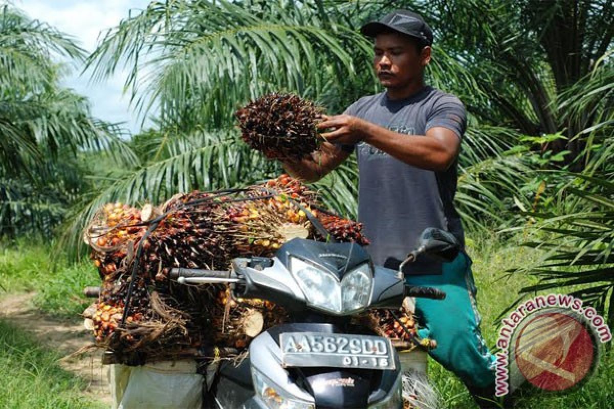 Harga TBS Sawit Barut Dalam Tiga Bulan Anjlok