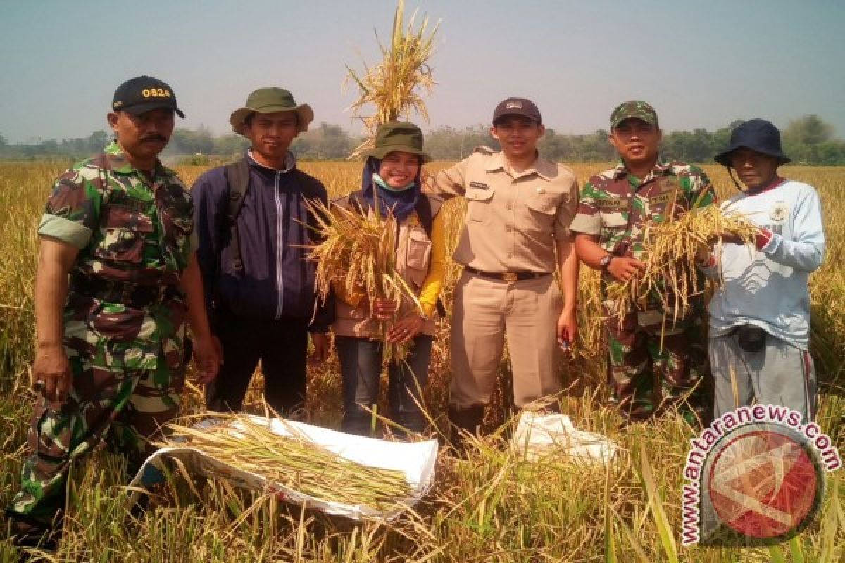 Babinsa Dampingi Petani Panen Padi di Jember