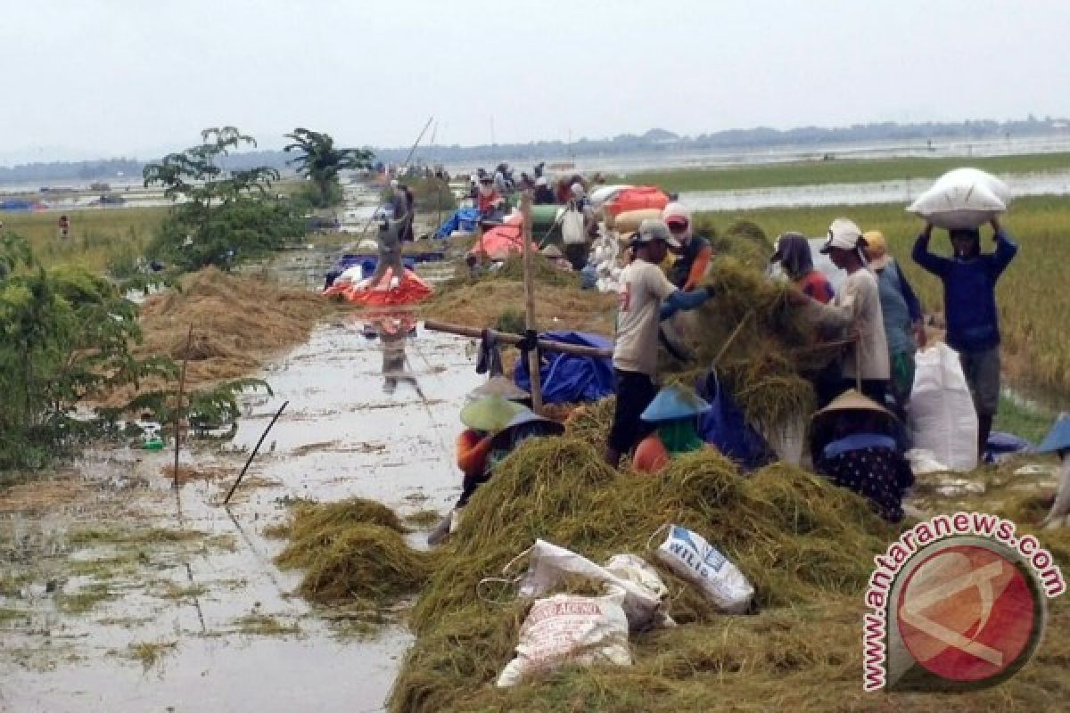 Harga Gabah Terendam Banjir Bojonegoro Rp3.500/Kilogram