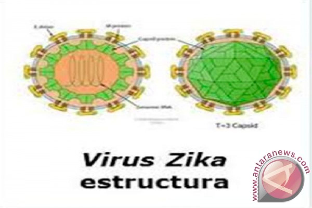 Dinkes: Virus Zika Berbahaya Bagi Wanita Hamil 