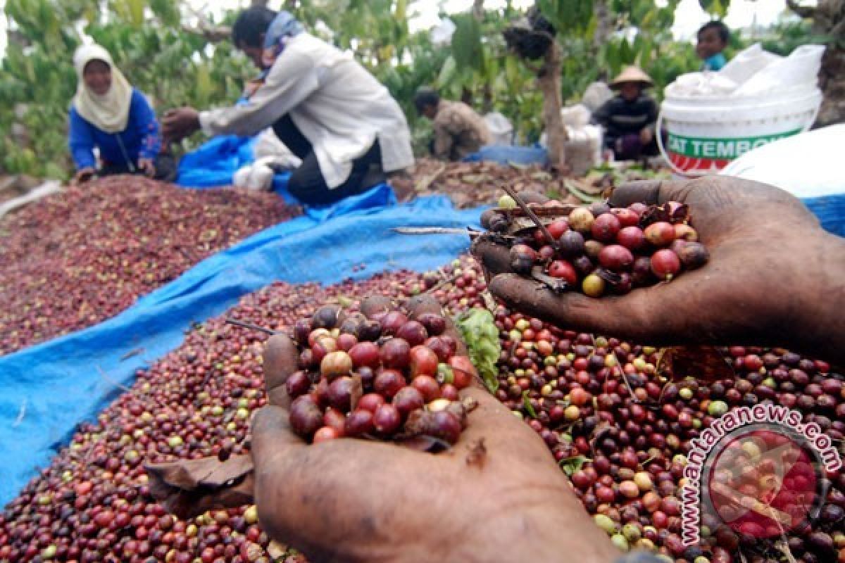 AEKI Jateng Perkirakan Produksi Kopi Kembali Normal